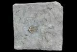 Ceraurus Trilobite From Verulam Formation - Ontario #107504-1